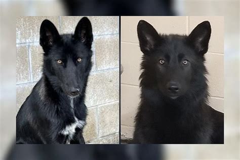 Black German Shepherd Wolf Mix Puppies