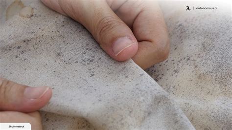 Black Mold vs. Mildew on Wood: What's the Difference?