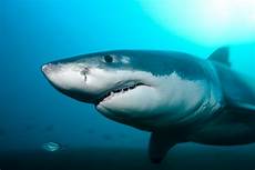Shark Photo by Here S Why Sharks Are Cool Data Mine Us News Shark Photo