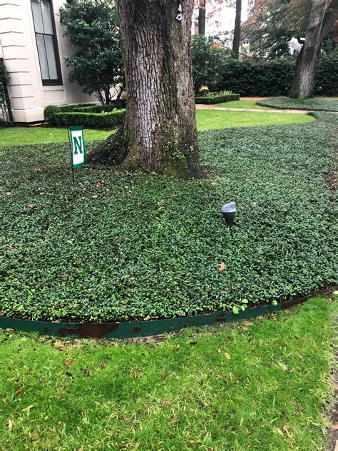 Asian Jasmine Ground Cover Spacing