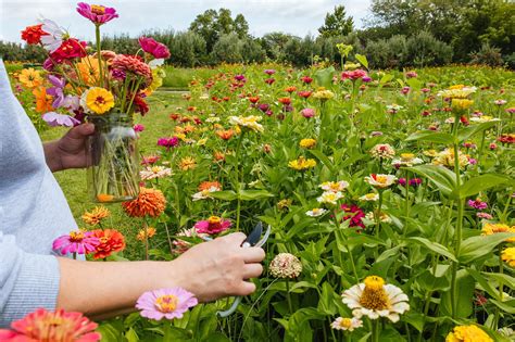 U-Pick Flowers