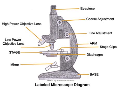 Light Microscope 的图像结果
