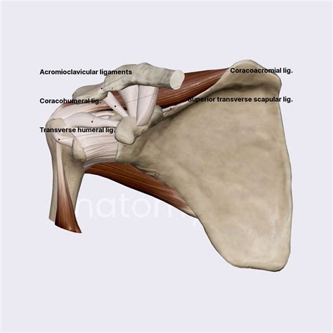 Transverse Ligament Shoulder