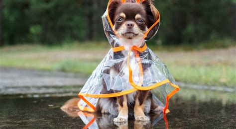 HDE Dog Raincoat with Clear Hood Poncho Rain Jacket for Small Medium ...