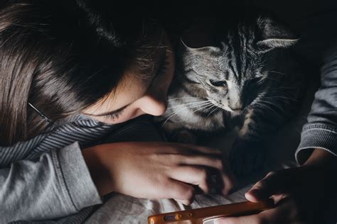 101 Fascinating Cat Facts (2024 Infographic Update) | Petpedia