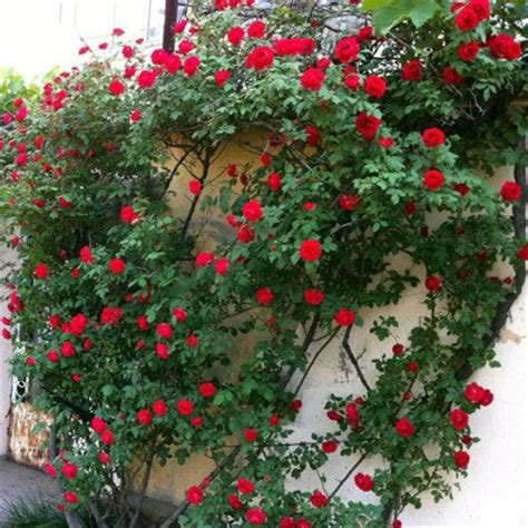 Rose " Red Climber " Exotic 20 Flower Seeds – M-Tech Gardens