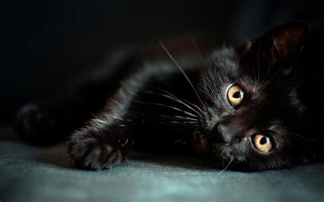 Cool Black Cat Wallpapers - Top Free Cool Black Cat Backgrounds ...