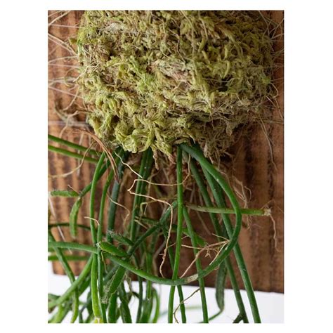 Rhipsalis teres | Seeding