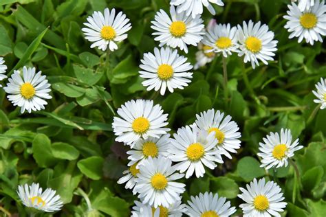 Daisy Flower In Spanish | Best Flower Site