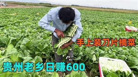 贵州老乡摘菜日赚600元,摘菜工人的真实生活，体验人生百味!【海派高手】 - YouTube