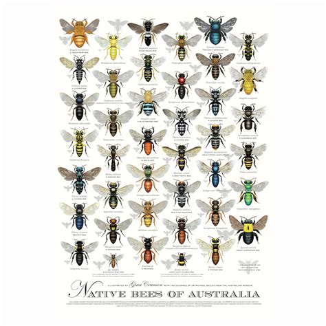Native Bees of Australia Poster - Oz Tukka Australia