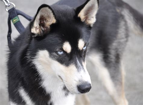 🔥 [30+] German Shepherd And Husky Wallpapers | WallpaperSafari