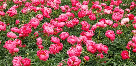 How to Choose the Perfect Types of Peonies for Your Garden
