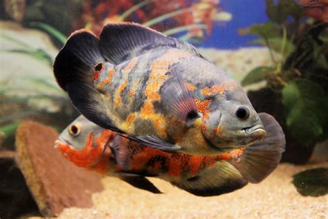 Do Oscar Fish Eat Snails 的图像结果