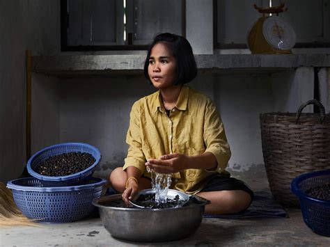 Black Ivory Coffee Elephant-Refined Coffee: The World's Rarest and Most ...