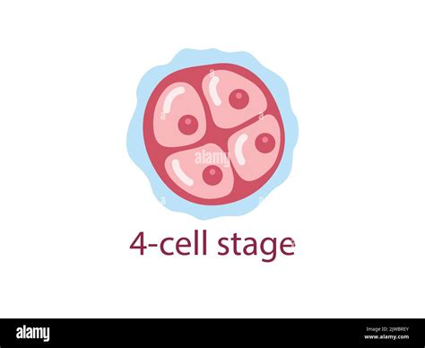 Zygote 4-cell stage. Human embryonic development. vector medical illustration Stock Vector Image ...