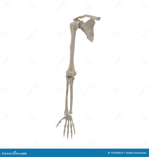 Huesos De Brazo Humanos En Blanco Ilustración 3D Stock de ilustración ...