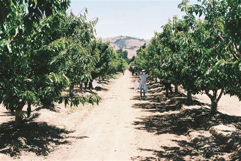 Cherry Picking | mkaz.com