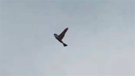 Spy birds or real pigeons? China’s groundbreaking drone technology ...