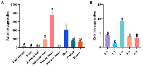 WUSCHEL Transcription Factor Regulates Floral Development in ‘Jizaomi ...