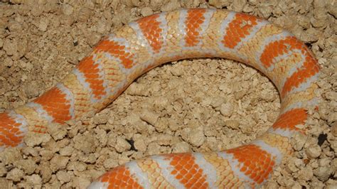 [100+] Corn Snake Pictures | Wallpapers.com