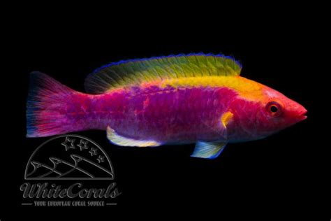 Über 500 Lippfische [kaufen & informieren] bei Whitecorals