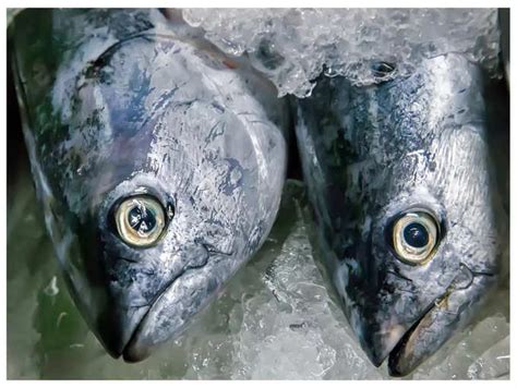 Tips and tricks to check the freshness of fish like a Bengali | The ...