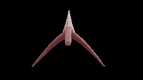 Modelo anatómico 3D del clítoris