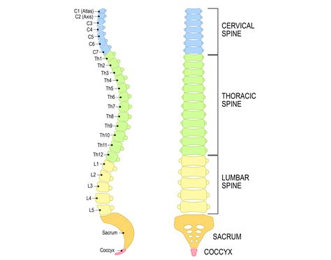 Lower Back 的图像结果