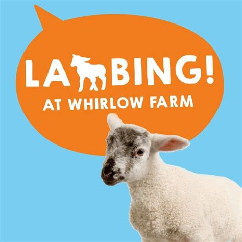 Lambing 2024 - Sponsored by The Gripple Foundation 9th April, Whirlow ...