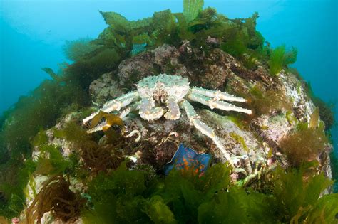 Biggest King Crab Ever Recorded