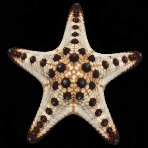 Chocolate Chip Starfish (Protoreaster nodosus) - Cleanup Crew ...