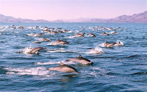 A Deep Dive with Sharks in Mexico's Sea of Cortez: Then and Now