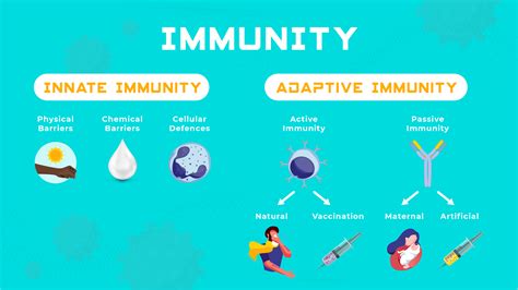Image result for Two Types of Adaptive Immunity