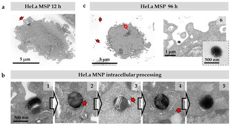 Engineering Sub-Cellular Targeting Strategies to Enhance Safe Cytosolic ...