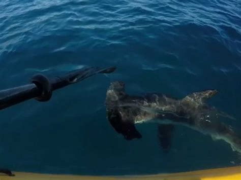 US man fights off hammerhead shark with a paddle after it attacks his ...