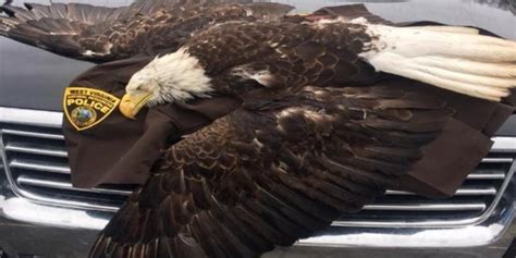 Bald eagle reportedly hit and killed by a vehicle in West Virginia
