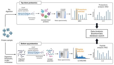 Tandem Mass Spectrometry Proteomics Data at Mia Hartnett blog