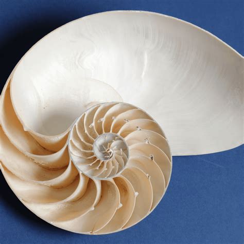 Math Patterns in Nature 的图像结果