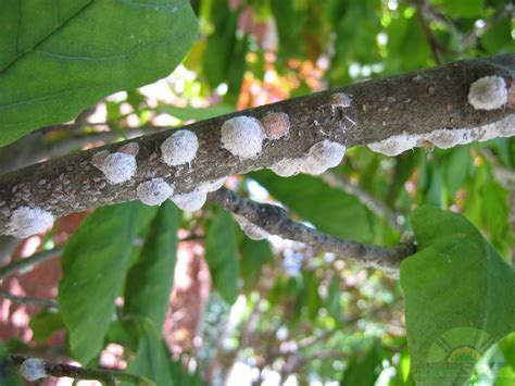 Plant Scale Disease Treatment at Zane Stirling blog