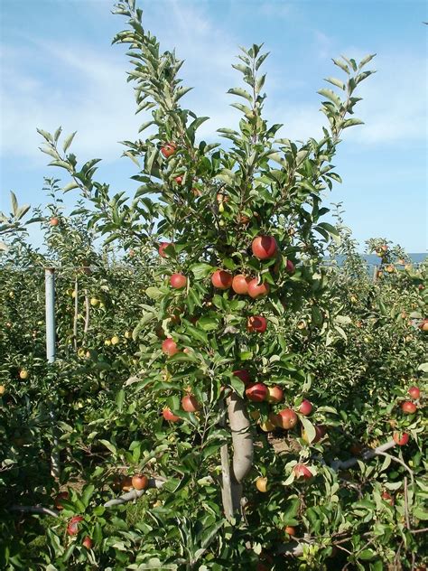 Apple Tree 的图像结果
