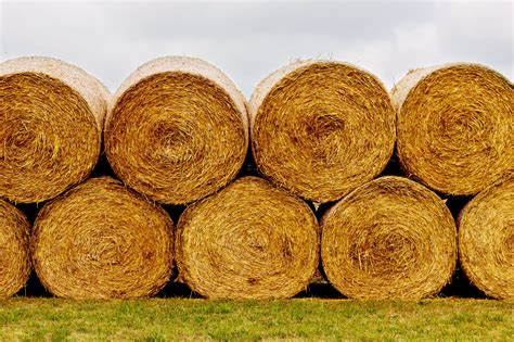 Hay Bale Facts and Figures (Sizes, Types, Costs) - Horse Rookie