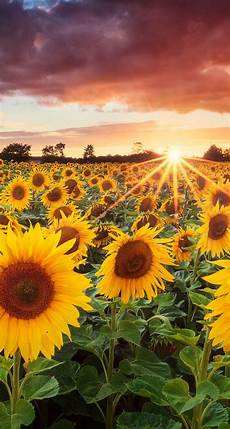 Iphone Lock Screen Sunflower Wallpaper by More Like Sunflower Iphone Wallpaper Papel Pintado Iphone Lock Screen Sunflower Wallpaper