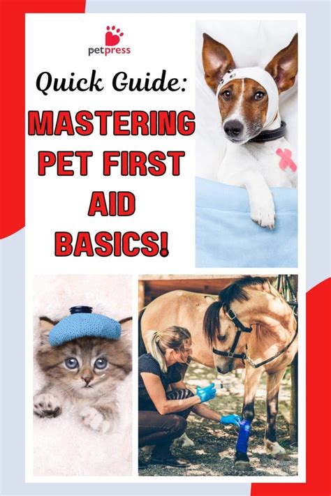 Image result for Basic First Aid for Pets