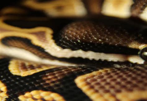 Ball Python Wobble 的图像结果