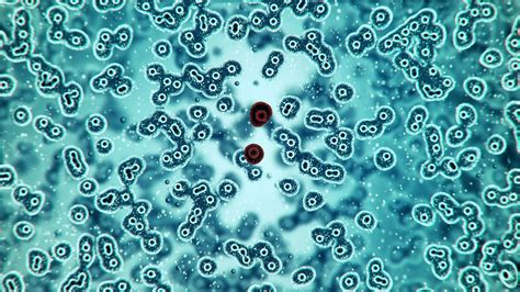 Bacterial Cells Under A Microscope