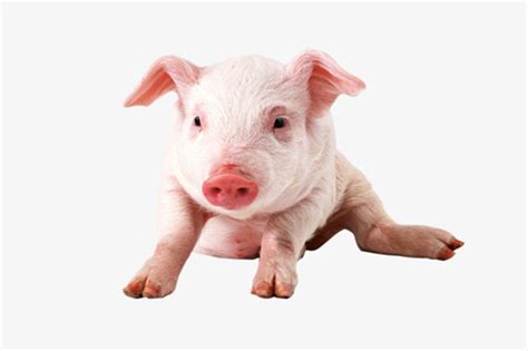 属猪的今年几岁对照表 2021年属猪年龄对照表 - 万年历
