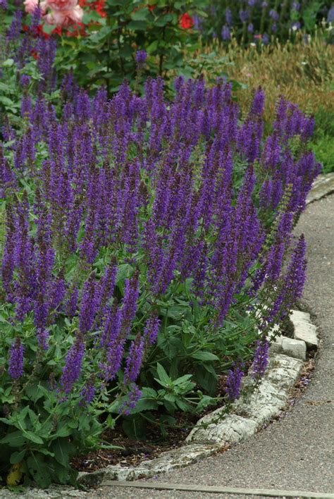 Salvia, May Night (Meadow Sage) - TheTreeFarm.com
