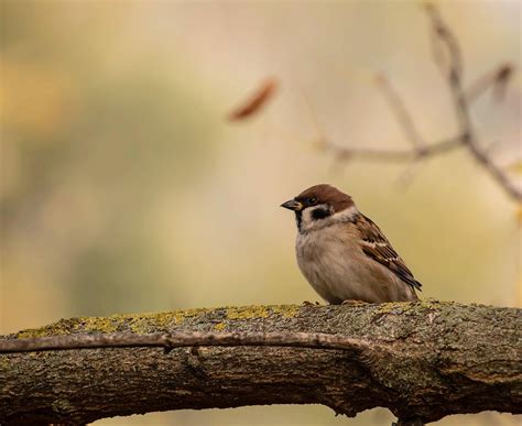 70,000+ Free 4K Bird Wallpaper & Wallpaper 4K Images - Pixabay