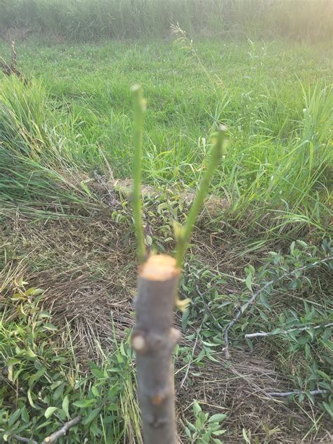 Late season grafting experiments only. Using green wood cuttings, Plastilina, tbuds, chips, and ...